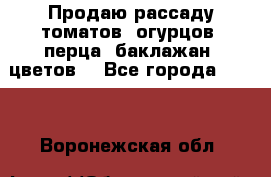 Продаю рассаду томатов, огурцов, перца, баклажан, цветов  - Все города  »    . Воронежская обл.